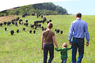 family producers looking at cattle on farm