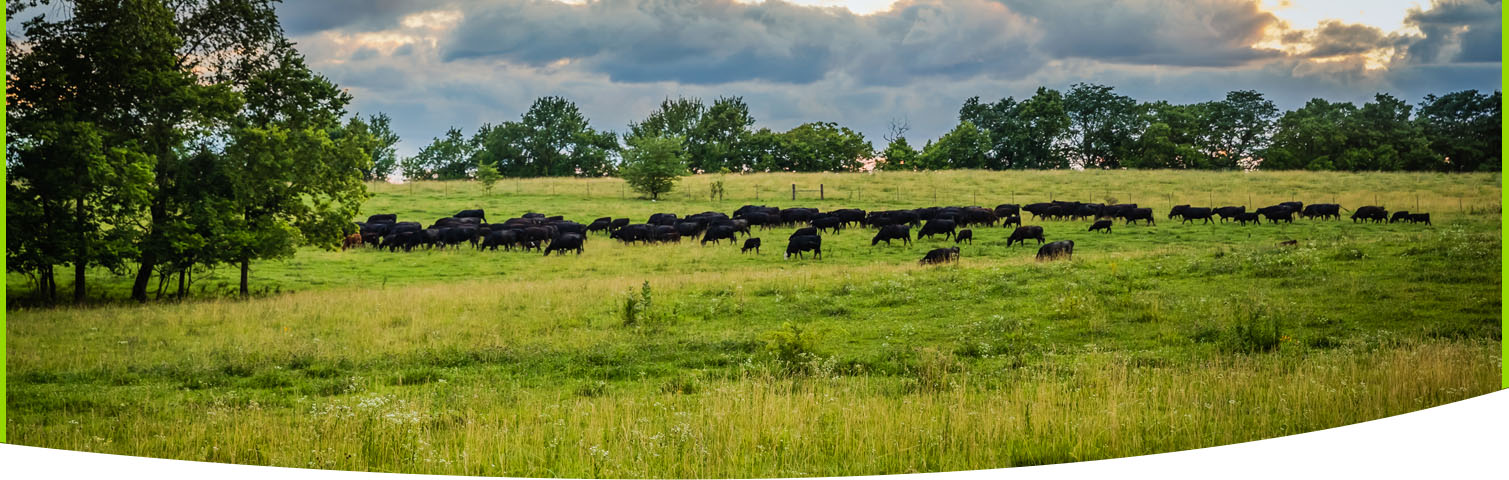 Cattle-Landscape