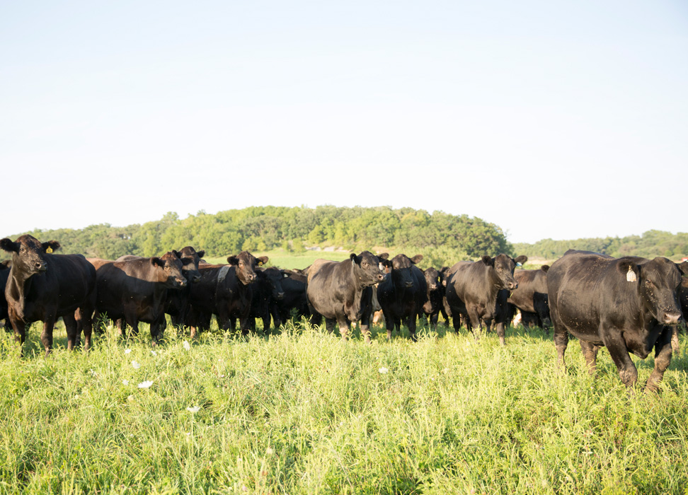 grass fed cattle roam in pasture